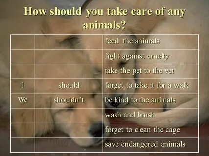 Take care animals