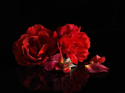 Black red 2