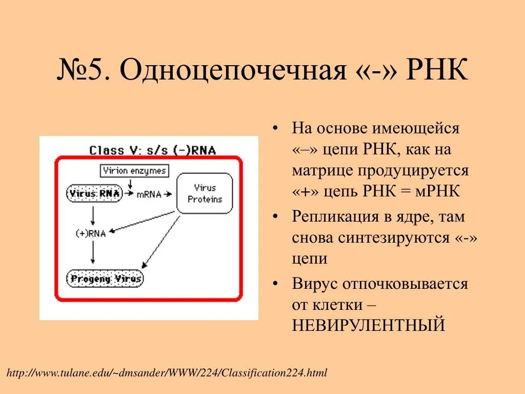 Минус рнк вирусы. Одноцепочечная цепь РНК. Одноцепочечные РНК вирусы. Одноцепочечный РНК-содержащий вирус. Репликация РНК вирусов.