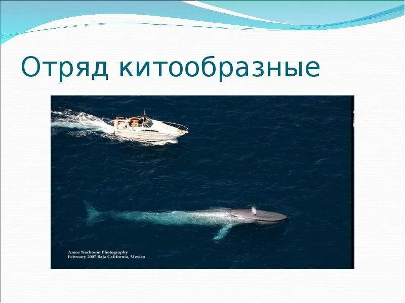 Китообразные значение в природе и жизни человека. Отряд китообразные. презентация про отряд китообразных. китообразные презентация 7 класс биология. отряд китообразные и ластоногие.