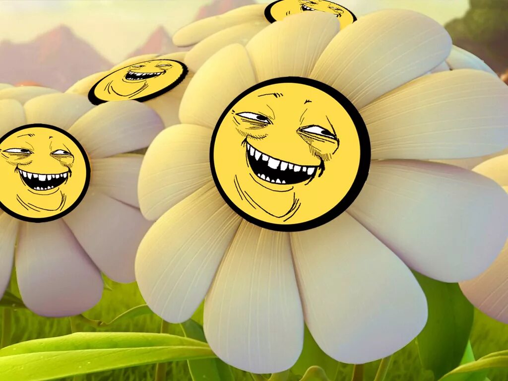 Прикольные картинки ромашек. Белоснежная улыбающаяся ромашка. Удивительные ромашки. Прикольные картинки ромашек. Ромашка прикол.