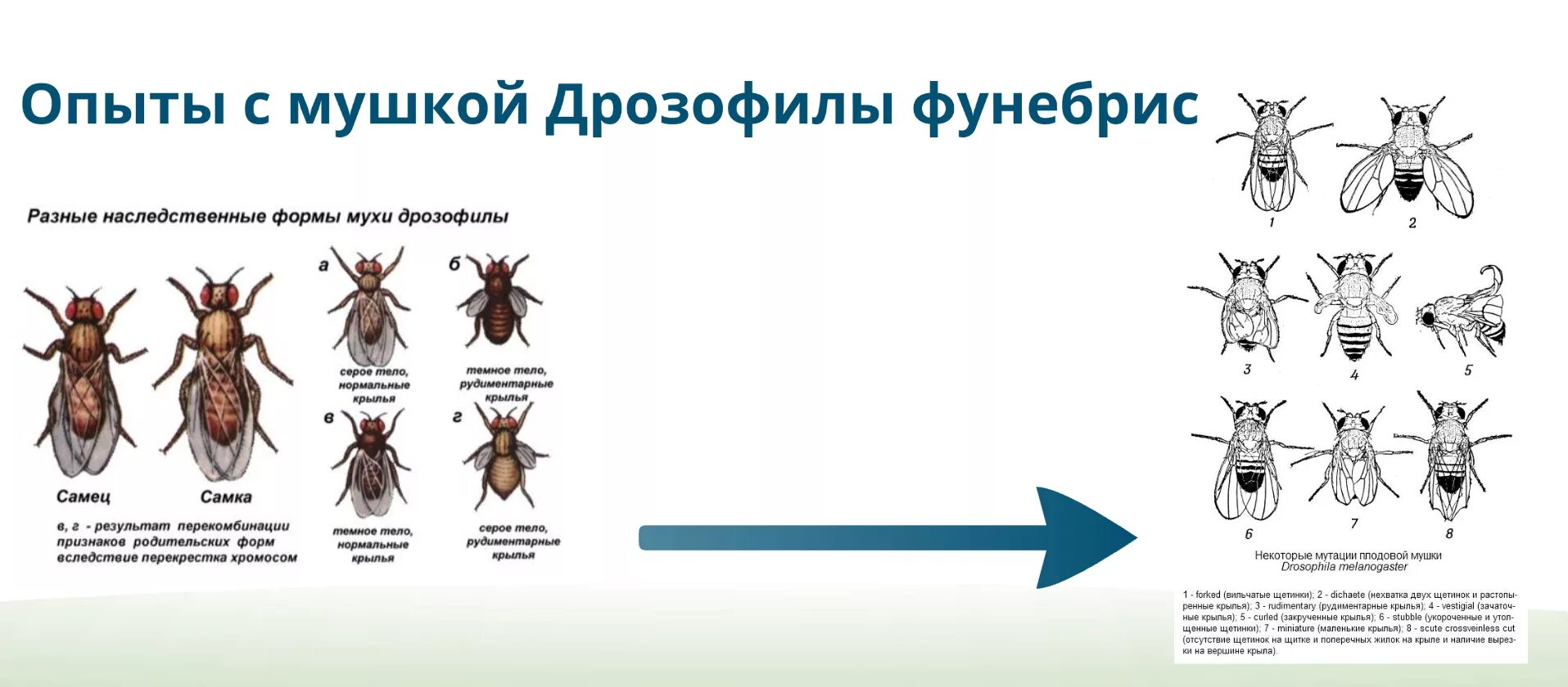 Покажи мушку. Мутация дрозофилы черное тело. Мутации мухи дрозофилы рисунки. Мушка дрозофила генетические эксперименты. Мутации мушки дрозофилы.