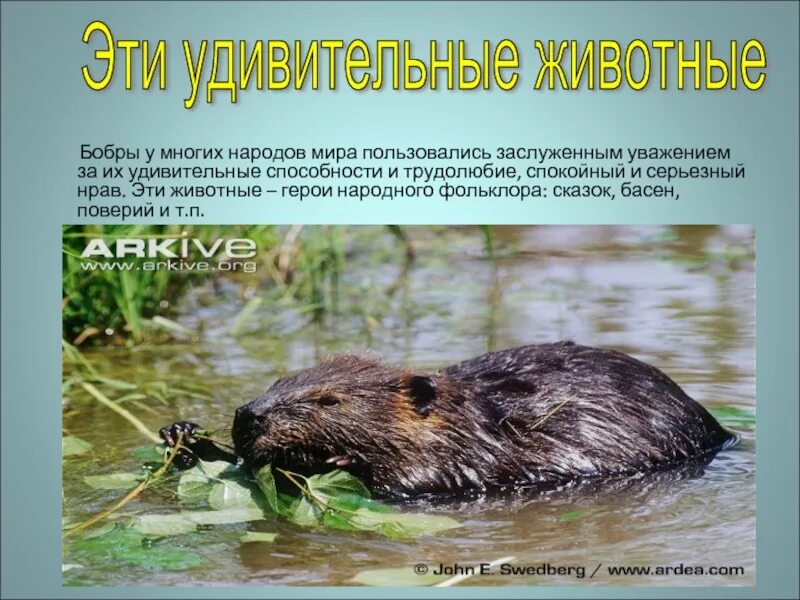Важная информация для сообщения о бобрах. Интересные факты о бобрах. презентация о бобре. бобры презентация. информация о бобре.