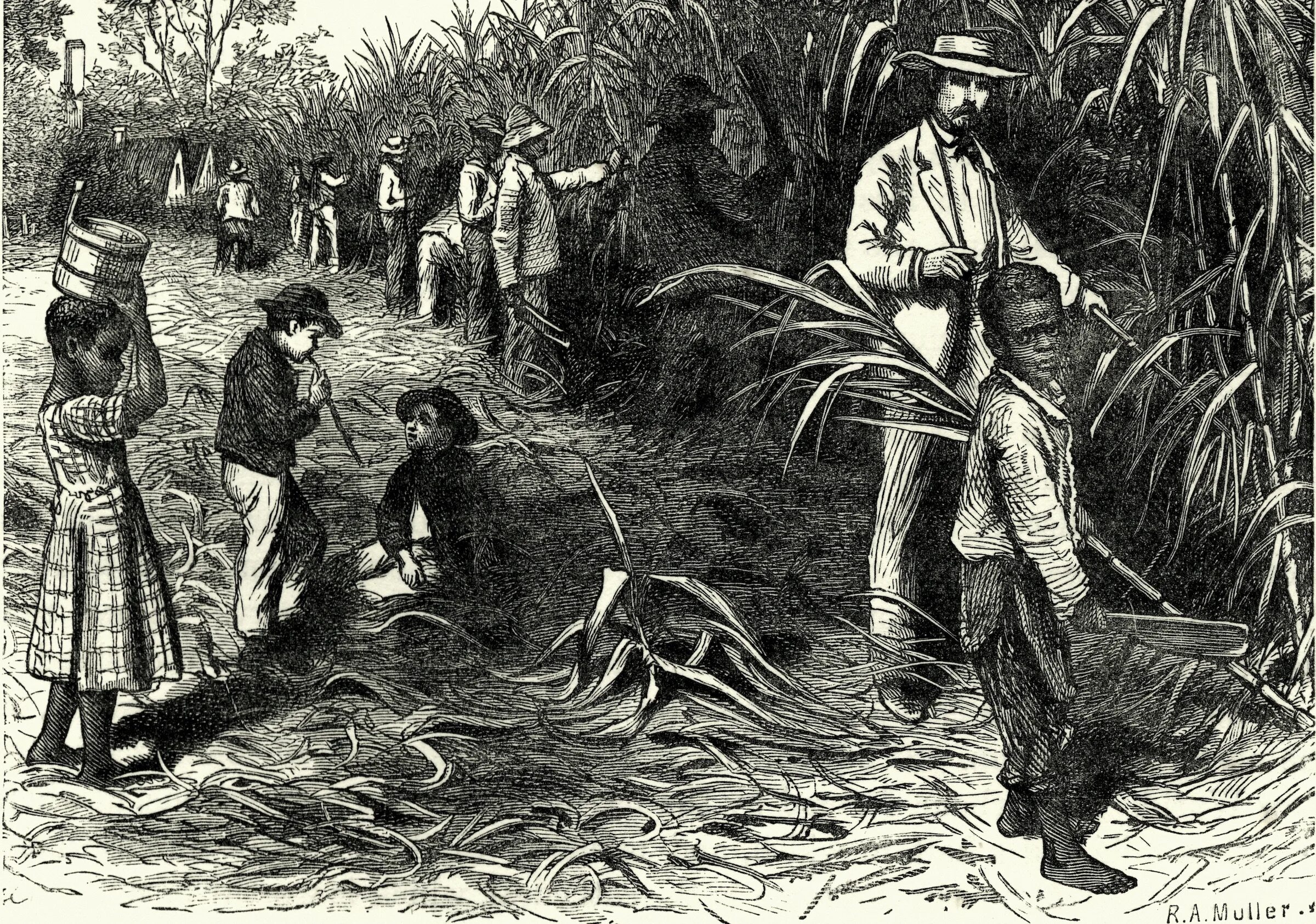 Плантации рабыни. Плантация сахарного тростника в Индии. Плантации сахарного тростника 19 век. Южане Плантаторы США 19 век. Сахарные плантации в Латинской Америке 19 века.