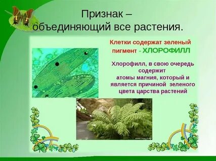 Растения 5 класс кратко