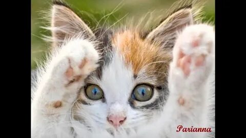 Позитивные котики