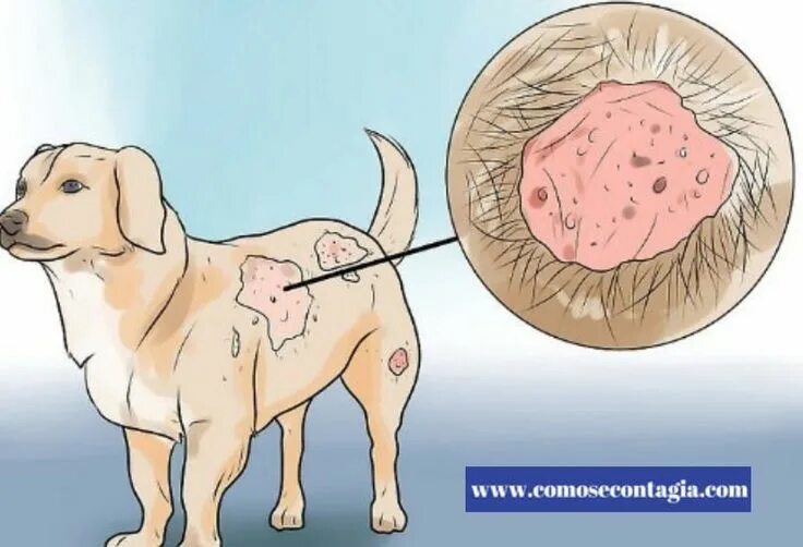 Pink Is Powerful Dog skin problem, Dog skin, Dog tear stains