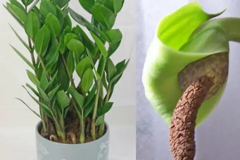 Замиокулькас какое удобрение