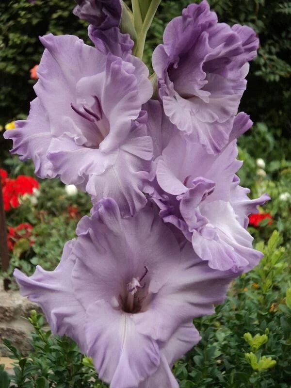 гладиолус голубой топаз. гладиолус блю фрост. сорт гладиолусов голубой топаз. гладиолус_сорт_мессина. гладиолус топаз.