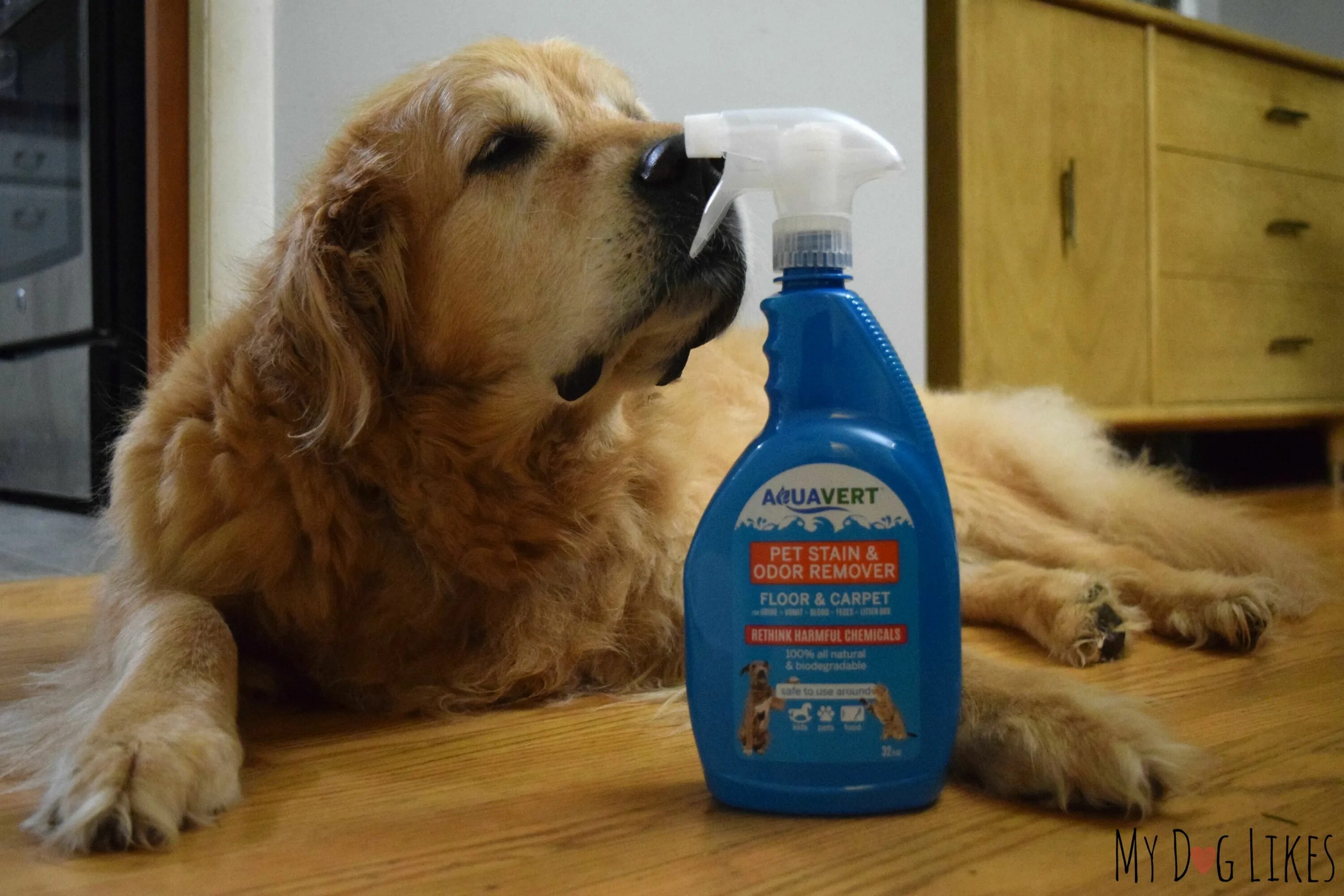 Pet clean. Pet Stain. Cleaning Dog.