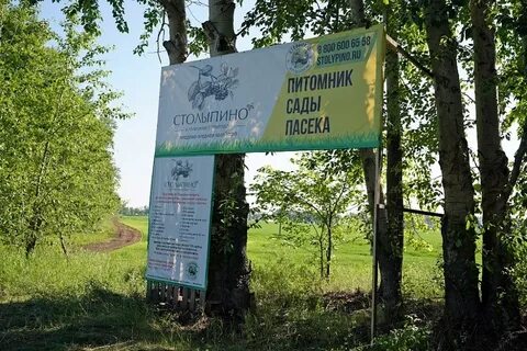 Питомник кушнаренково