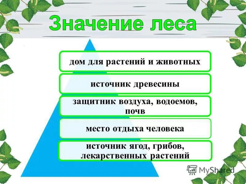 Окружающее значить. Значение леса для человека. Значение природного сообщества для человека. Значимость леса для человека. Значение леса в жизни человека.