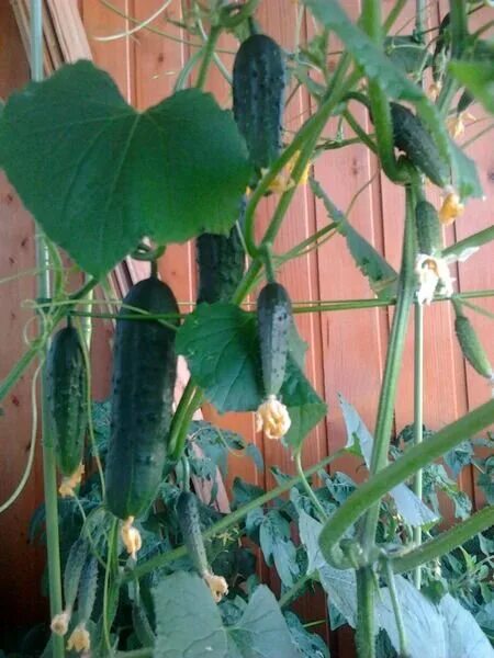 Манул огурец балконный f1. Огурец красавчик хикмет. Сорта огурцы для подоконника самоопыляемые балкона. Огурец ф1 балконный. Сорта огурцы для подоконника самоопыляемые балкона.