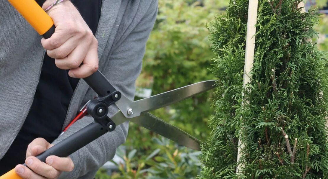 Стрижка туи весной. Топиарная стрижка туи брабант. Стрижка туи смарагд. Туя смарагд пирамидка. Туи смарагд топиар.