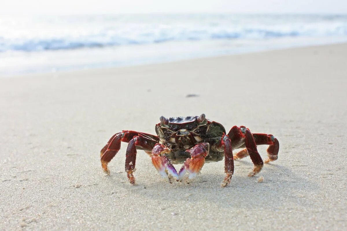 Брачный танец крабов. Призрачный краб. Картинка женщина с крабом. Crab rave noisestorm. Краб танцует.
