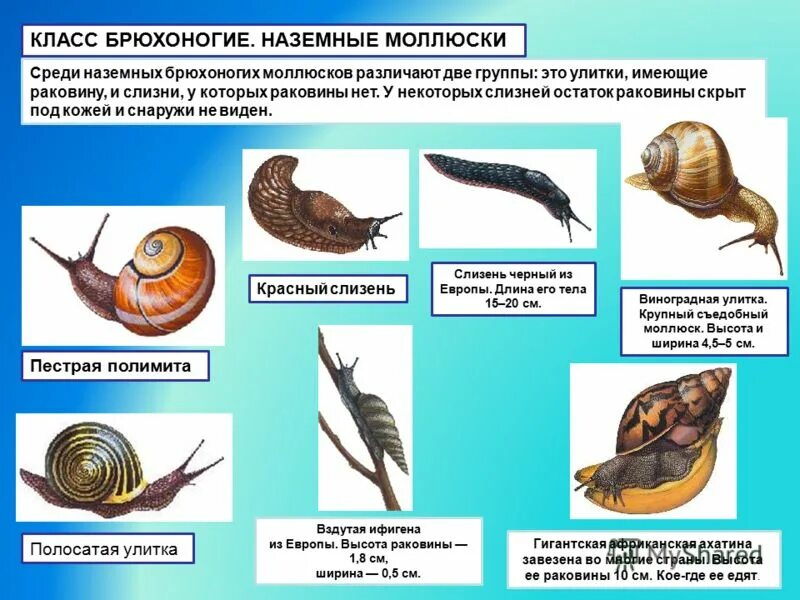 Представители брюхоногих моллюсков. Брюхоногие прудовик. Класс брюхоногие представители. Классификация улитка прудовик. Представители класса брюхоногие моллюски 7 класс.