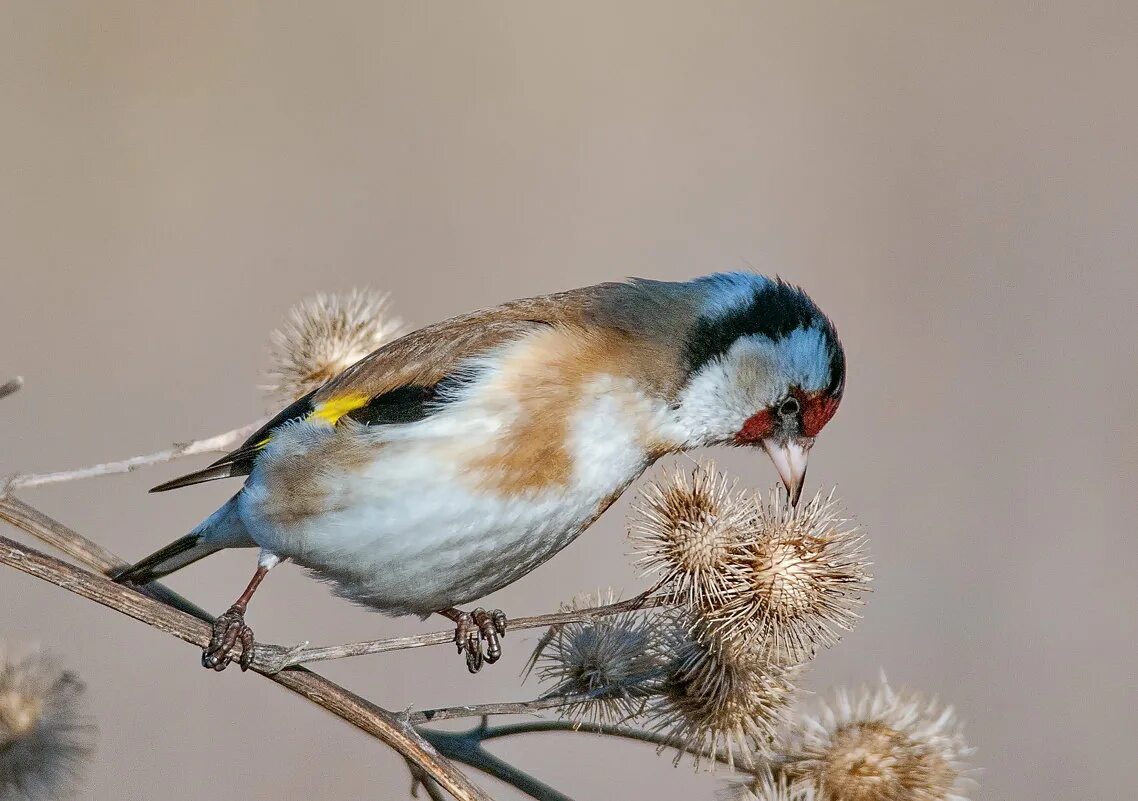 клюв щегла. черноголовый щегол. щегол оксфиглт. щегол из англии. щегол обыкновенный.
