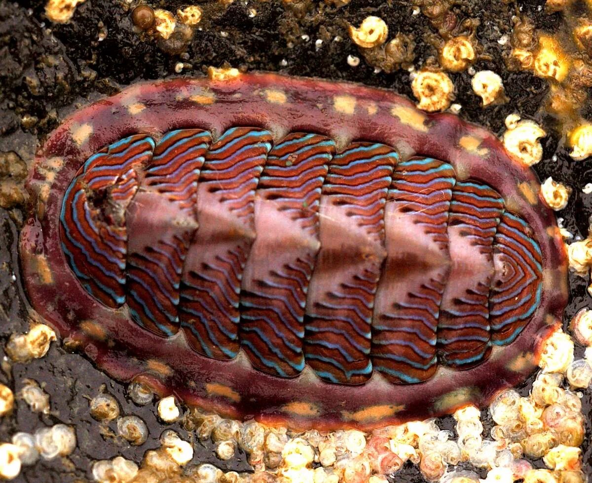 Chiton