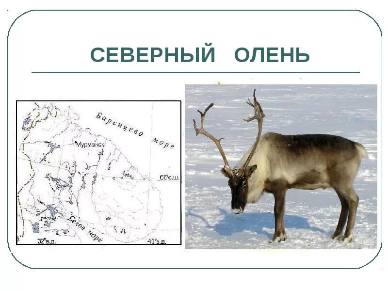 Красная книга дерево севера. Северный олень хмао югры. Олень северный лесной сибирский красная книга. Олень северный лесной сибирский. Животные красной книги севера.