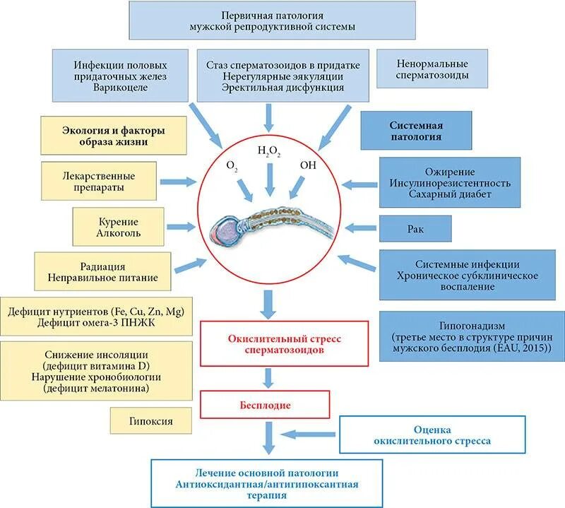 Мужское бесплодие патогенез. Мужское бесплодие этиология патогенез. Факторы влияющие на бесплодие. Мужские факторы влияющие на бесплодие. Бесплодие у мужчин причины