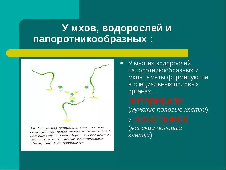 Органы у мхов половые клетки. Генеративные органы у водорослей и мхов. Мужские гаметы мха. Мужские половые клетки мхов.