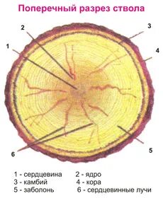Какой тканью образована сердцевина ствола