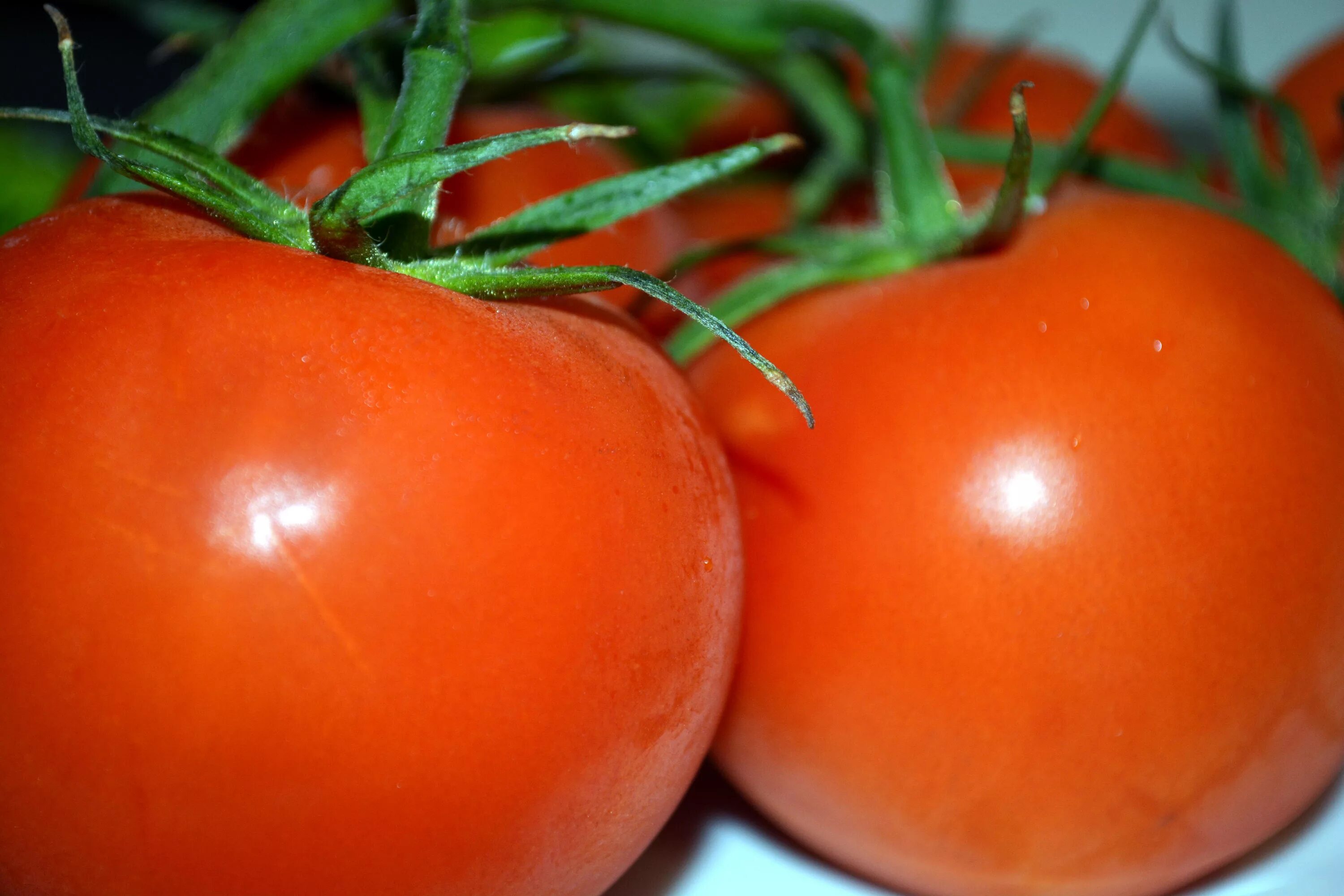 Two tomatoes. Томат Эрмитаж. Сорт помидор Эрмитаж. Низкорослые томаты оранжевые сорта. Томат Вологодский Урожайный.