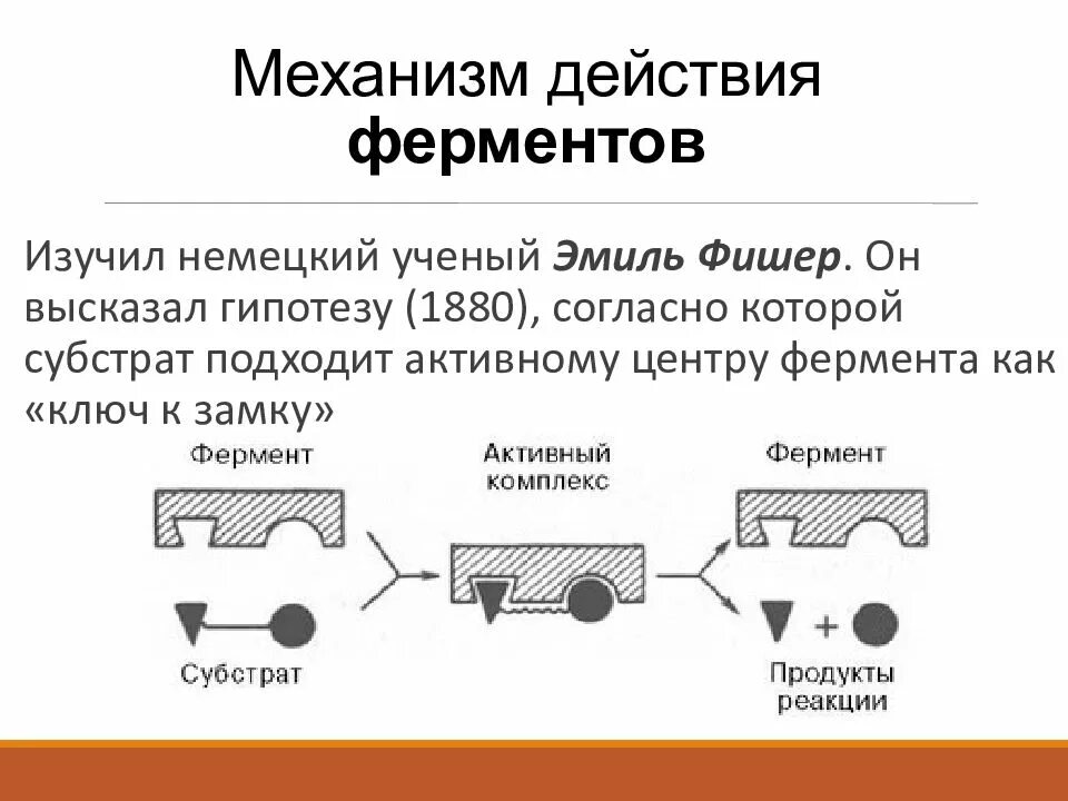 4. Механизм действия ферментов. Схема действия ферментов. Схема механизма работы фермента. Сема работы ферментов.