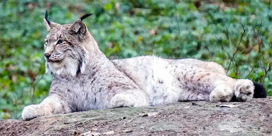 В Зауралье стало больше косуль и кабанов 10.04.2020 Новости Кургана и Курганской