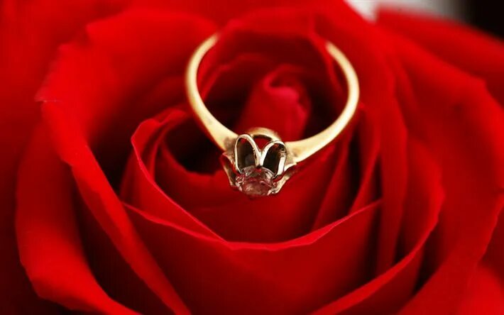Download wallpaper flowers, roses, bouquet, ring, wedding, section situations in