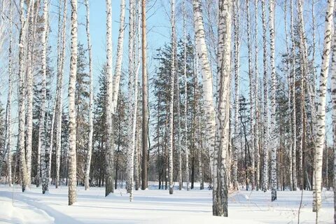 Зимний лес березы