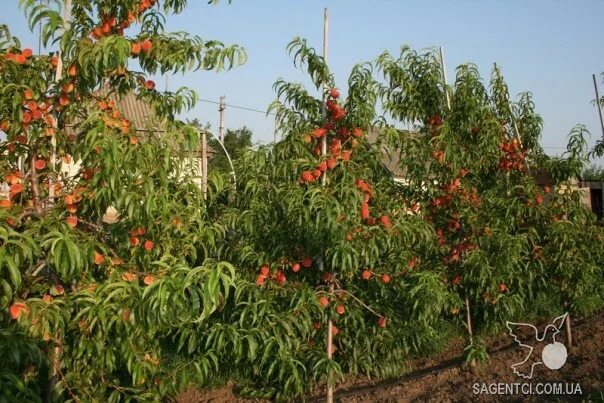 Персик в Нижегородской области - Воронежский кустовой! Саженцы из Першино "Плоду