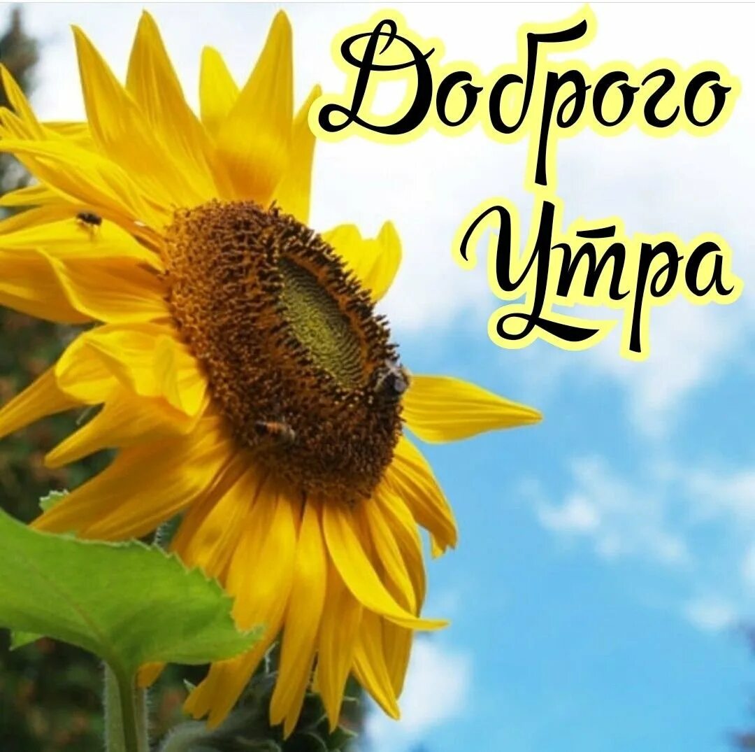 Подсолнух утро. Доброе утро подсолнухи. с добрым утром подсолнухи. день подсолнуха. открытки с подсолнухами.