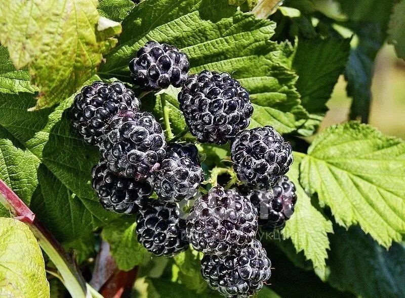 Саженец Малина черноплодная Black Jewel, С2 (2 литра) ЗКС - купить с доставкой п