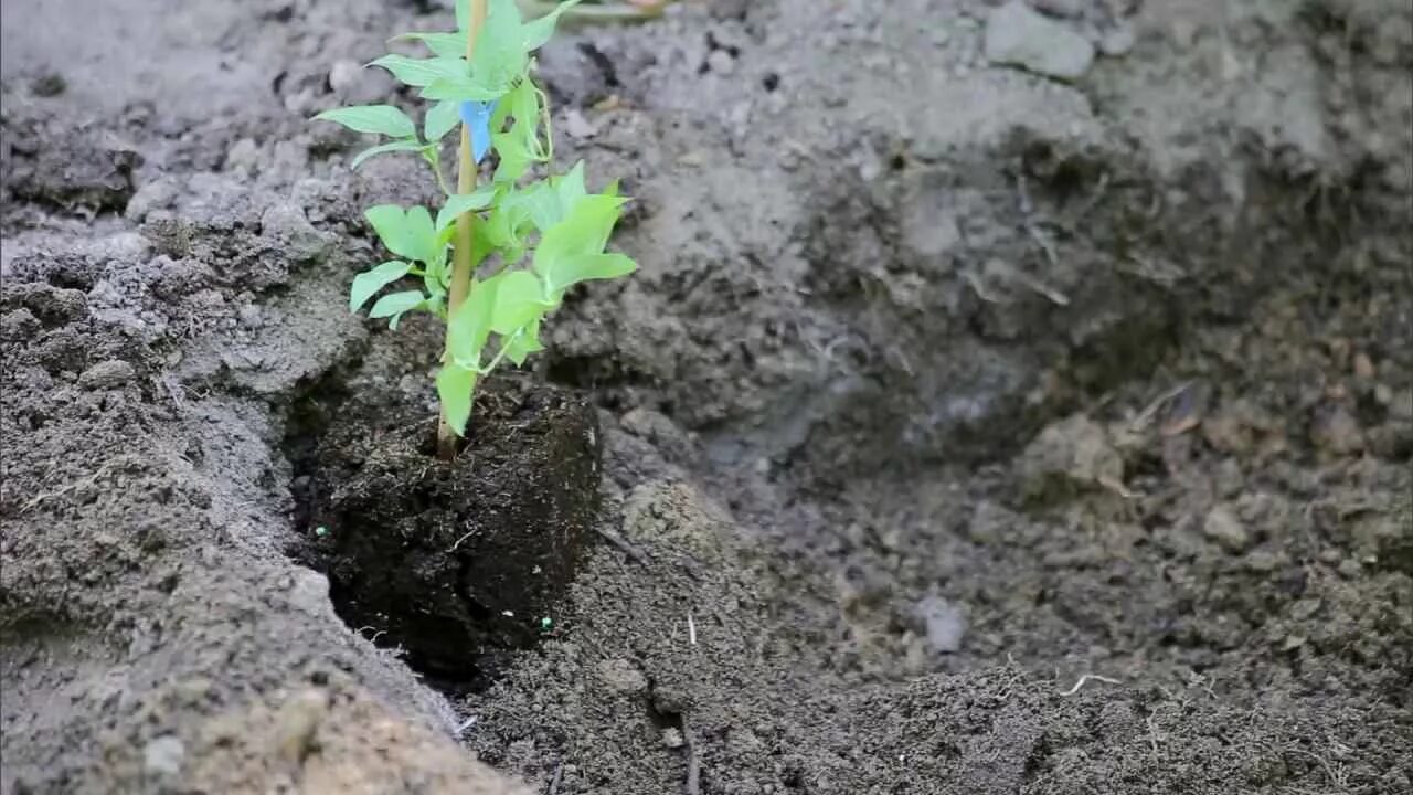 Клематис какая почва. Посадка клематиса в грунт. Клематис посадка. Посадочная яма клематис. Корневая клематиса.