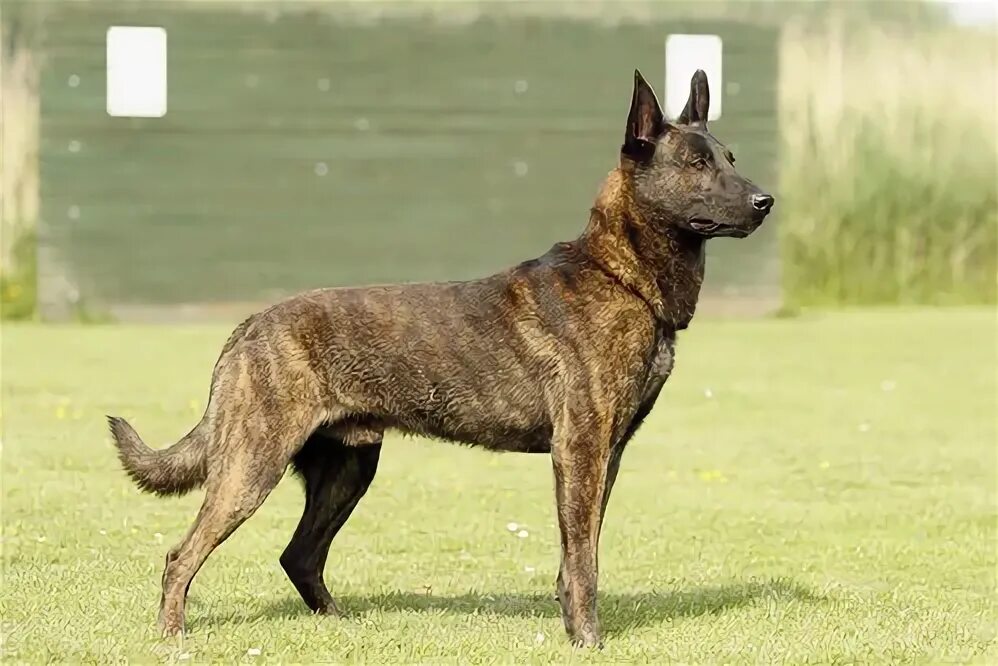 Meet the Rare and Loyal Dutch Shepherd Dutch shepherd dog, Shepherd dog breeds, 