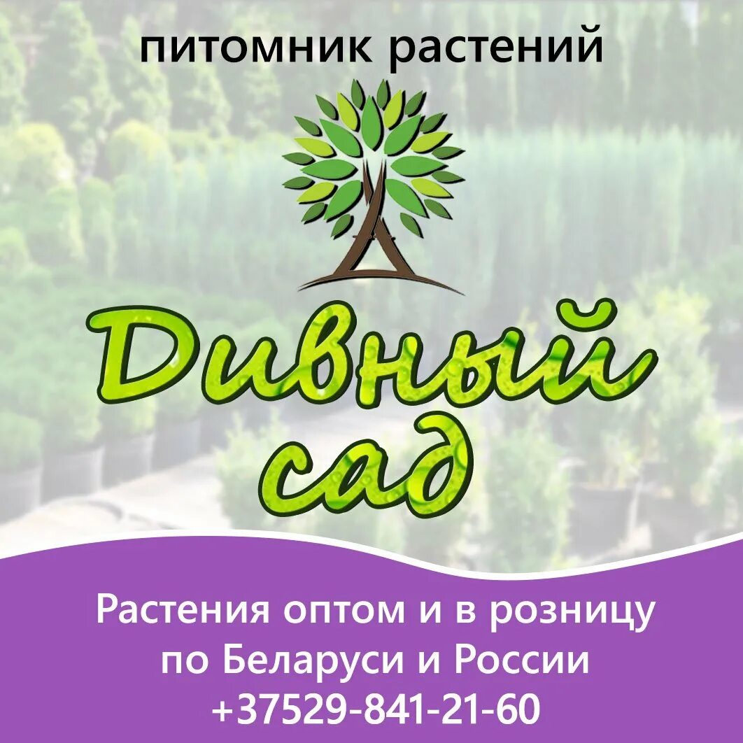 Невьянск питомник растений ленина 104. Вывески питомников растений. Тепличное хозяйство невьянск ленина 104. Тепличное хозяйство невьянск ленина 104 ассортимент. Невьянск питомник растений ленина 104.