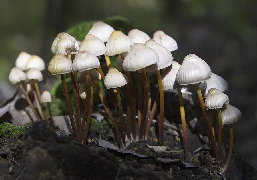 Мицена. Мицена наклоненная mycena inclinata. мицена обыкновенная. мицена скученная. мицена волосистая гриб.