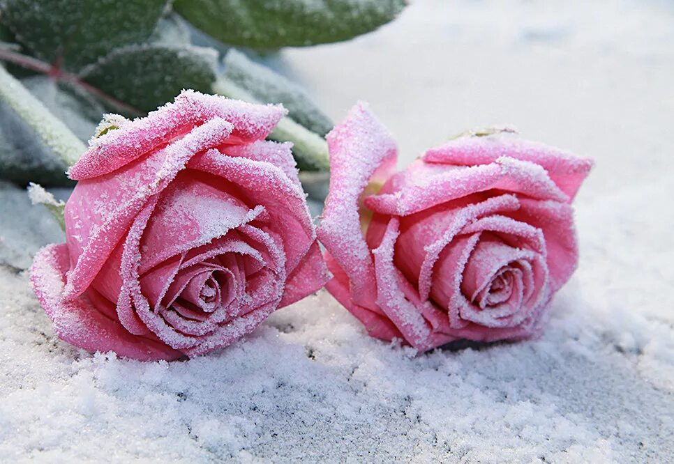 4 розочки. Розы на снегу. Розовые розы на снегу. Зимние цветы. Красивые розы на снегу.