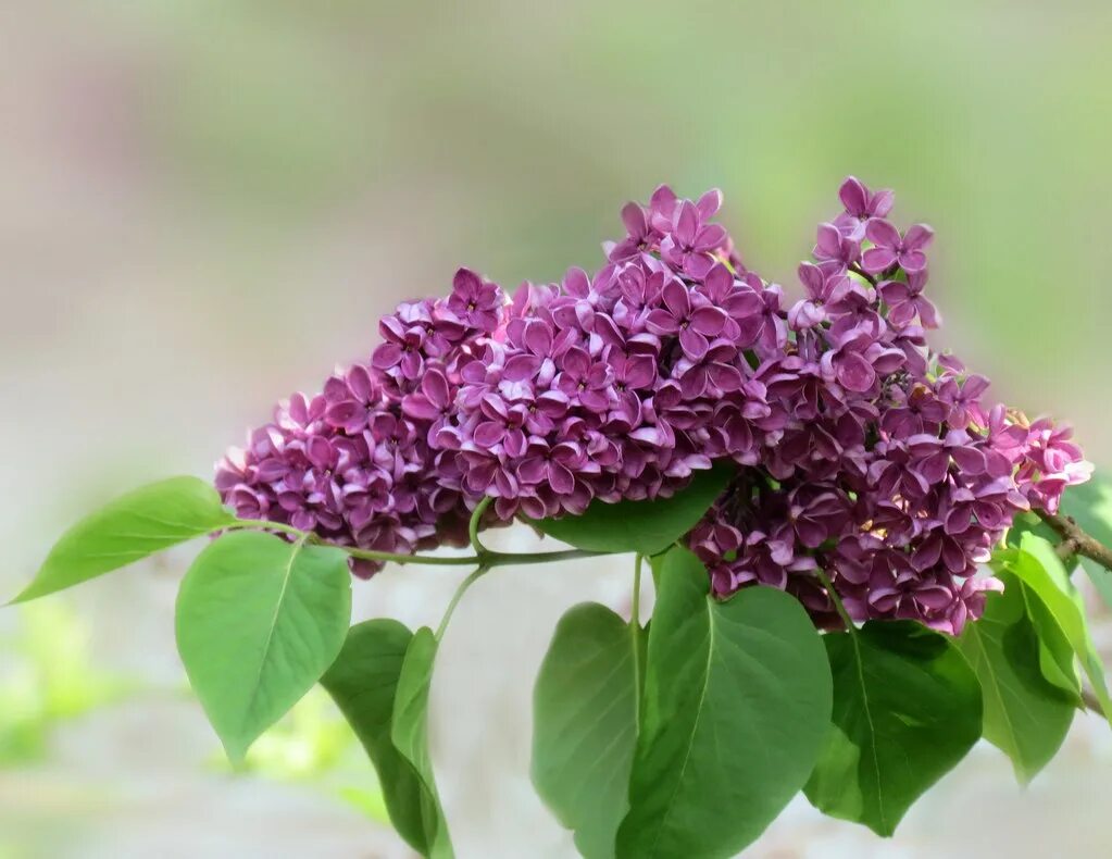 Сирень особенности. Сирень бургунди Квин. Сирень Syringa vulgaris. Syringa vulgaris куст.