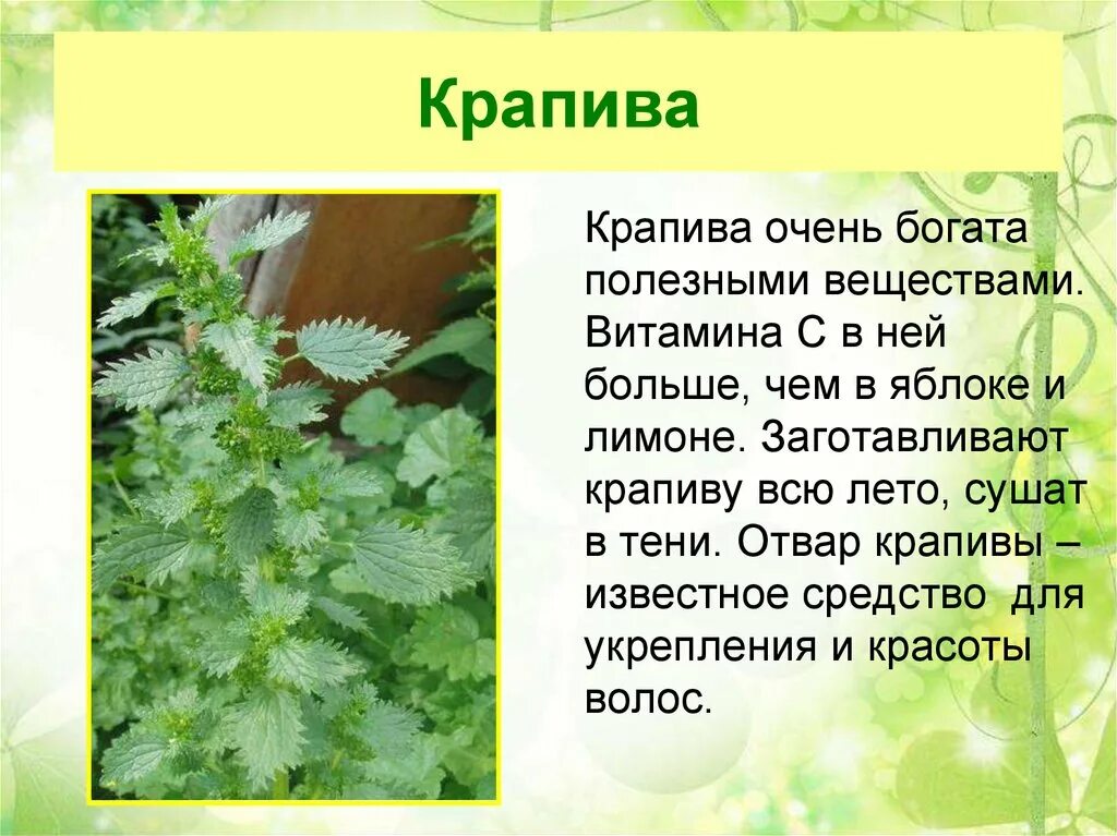 О какой траве идет речь. Крапива лекарственное растение. Сообщение на тему лекарственные растения. Рассказ о лекарственном растении. Лекарственные растения доклад.