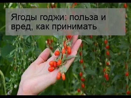 Как правильно принимать ягоду