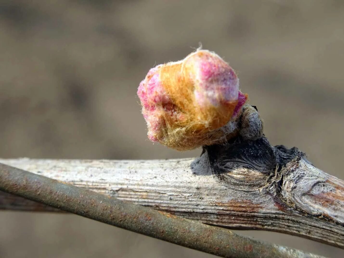 Цветочные почки на винограде. Почка лозы. Плодовая почка винограда. Почка винограда. Почка винограда.