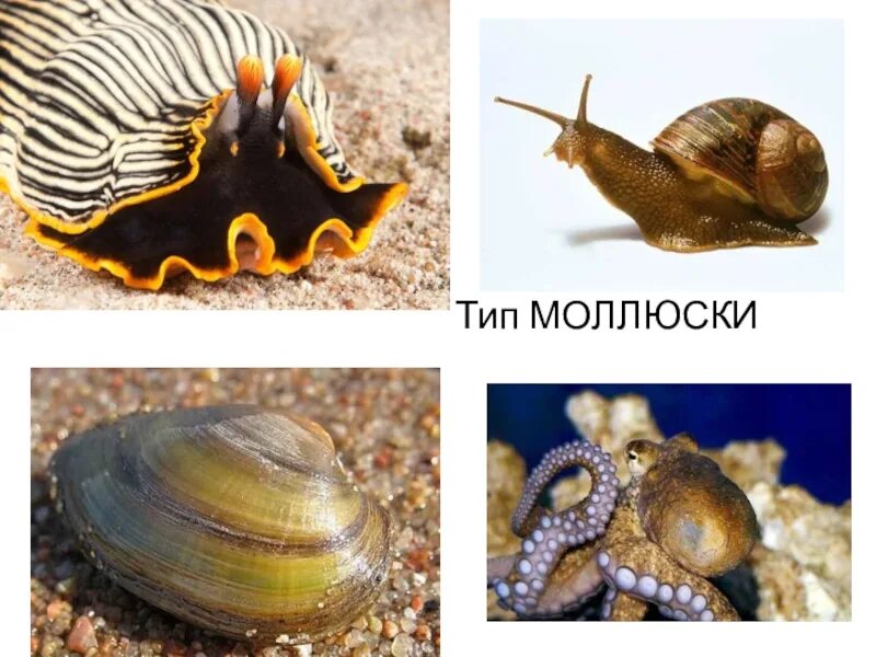 Тип моллюски. Подвиды моллюсков. Тема моллюски. Тип моллюски класс.