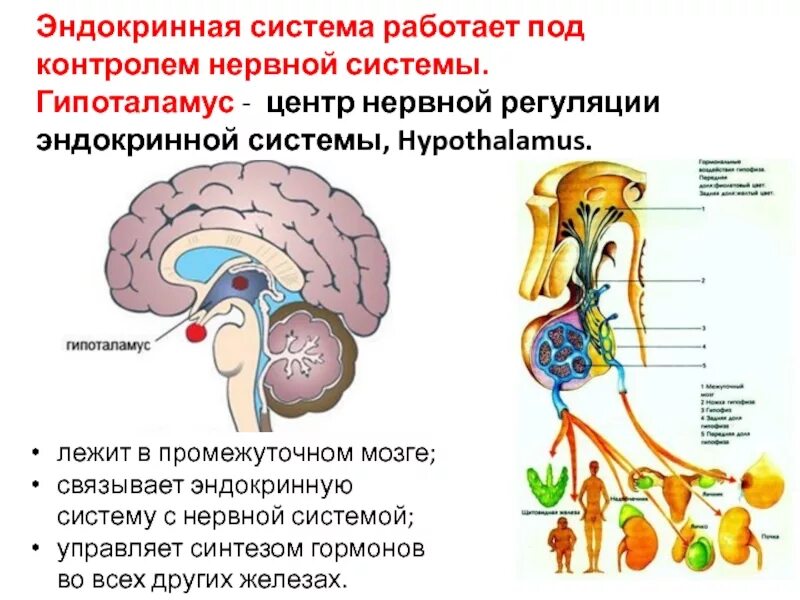 Обеспечить координацию органов. Нейро-эндокринные функции гипоталамуса. Нейроэндокринные системы гипоталамуса регуляция. Гормоны нервная система, эндокринная система. Центральный орган эндокринной системы в мозге.