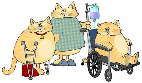 3 кота заболела
