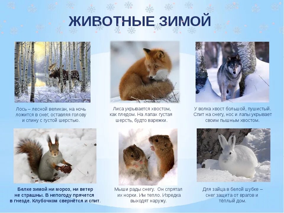 Как проводят животные зиму все по разному. Как зимуют звери. жизнь животных зимой. животные зимой для детей. зимующие животные для детей.