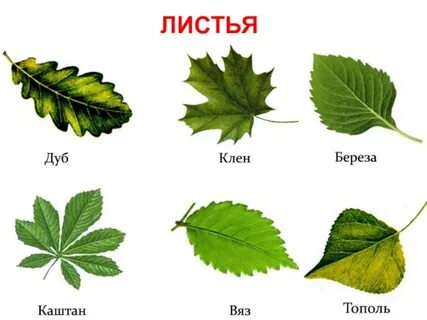 Листики разных деревьев