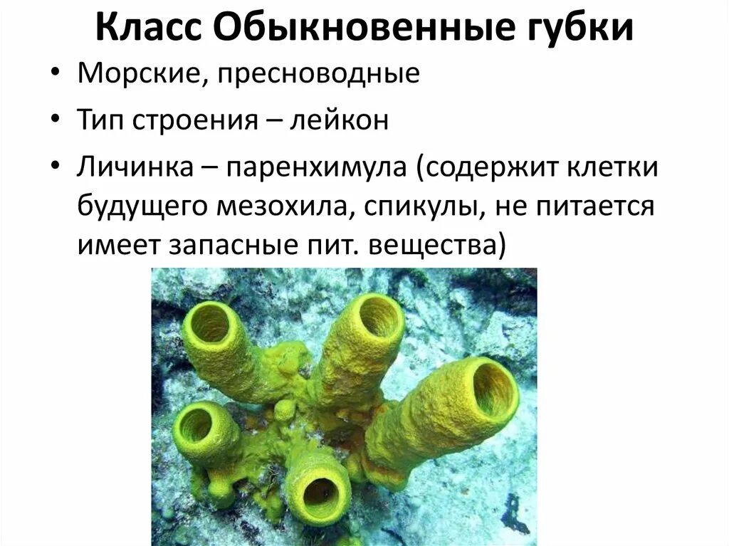 Класс обыкновенные. Класс обыкновенные губки. тип губки класс обыкновенные. губки тип беспозвоночных. обыкновенные губки строение.