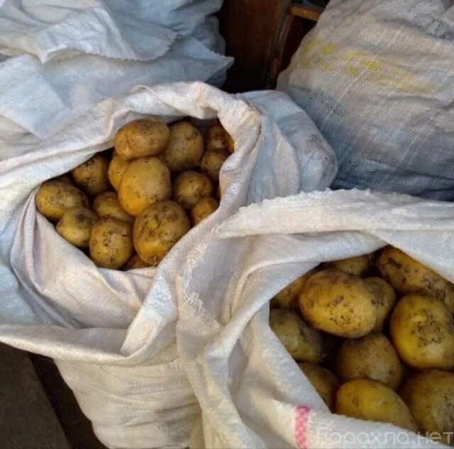 Картофель тулеевский описание сорта. Продам картошку шарыпово. картофель продам шарыпово. куда можно продать картошку шарыпово. как в советских магазинах продавали картошку.
